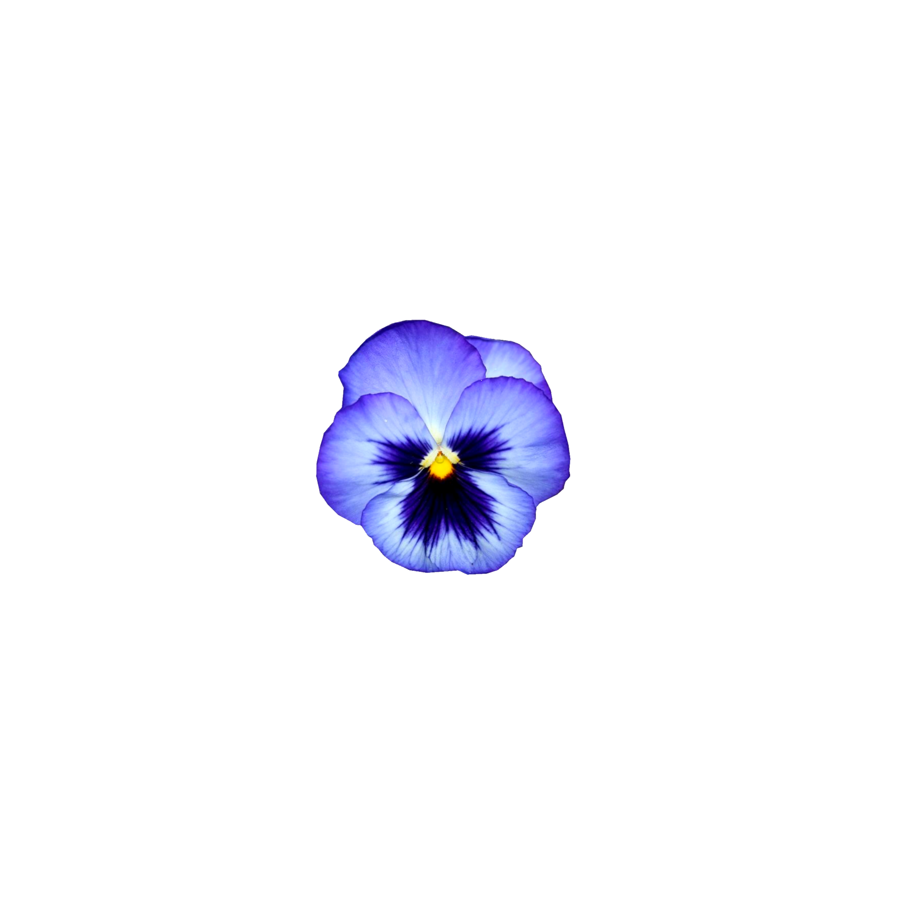 pansy flower